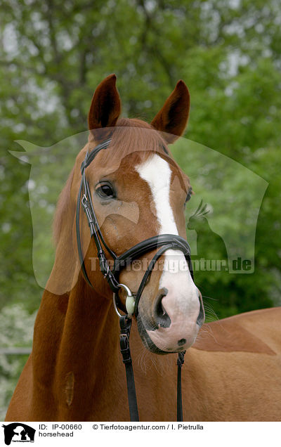 Hollndisches Reitpony im Portrait / horsehead / IP-00660