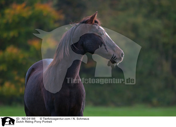Hollndisches Reitpony Portrait / Dutch Riding Pony Portrait / NS-04186