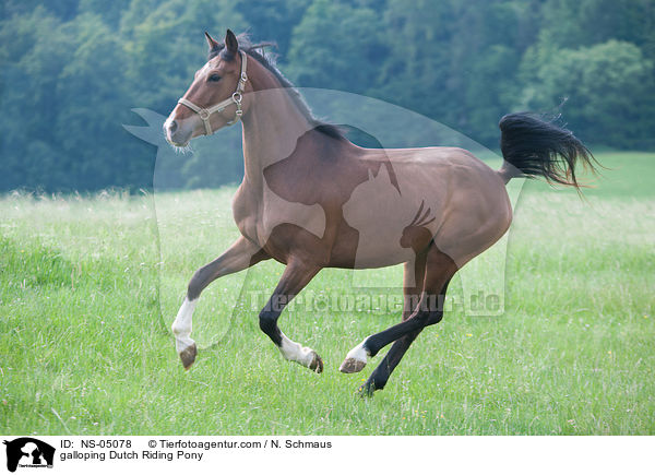 galoppierendes Hollndisches Reitpony / galloping Dutch Riding Pony / NS-05078