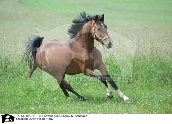 galloping Dutch Riding Pony / NS-05079