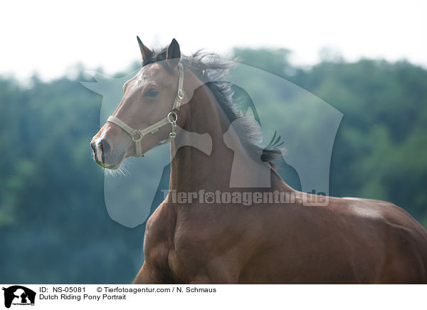 Hollndisches Reitpony Portrait / Dutch Riding Pony Portrait / NS-05081