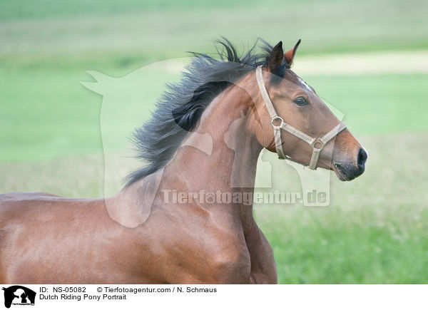 Hollndisches Reitpony Portrait / Dutch Riding Pony Portrait / NS-05082
