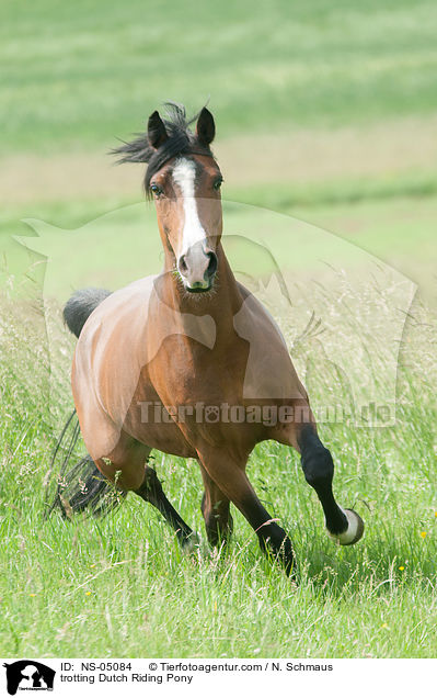 trabendes Hollndisches Reitpony / trotting Dutch Riding Pony / NS-05084
