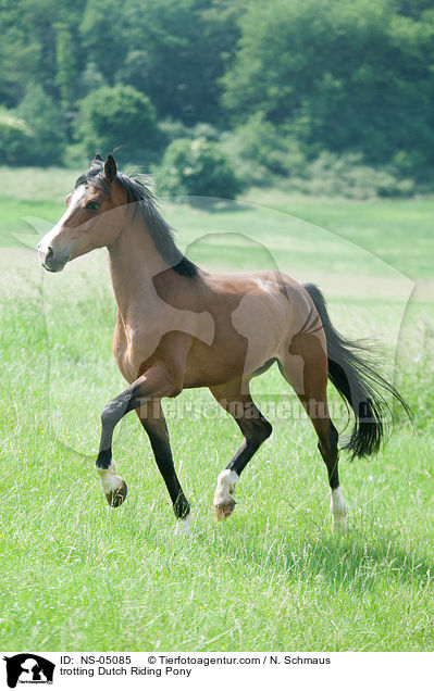 trotting Dutch Riding Pony / NS-05085