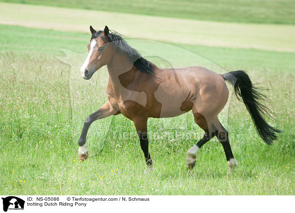 trotting Dutch Riding Pony / NS-05086