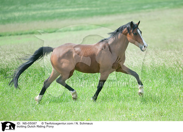 trotting Dutch Riding Pony / NS-05087