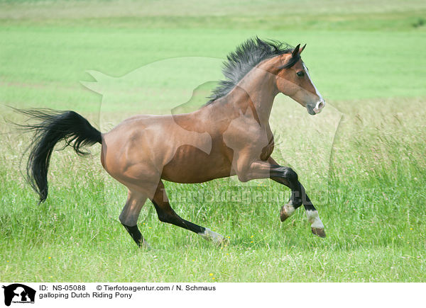 galoppierendes Hollndisches Reitpony / galloping Dutch Riding Pony / NS-05088