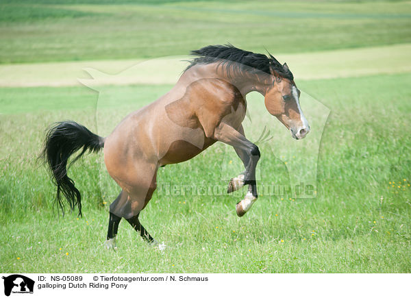galloping Dutch Riding Pony / NS-05089