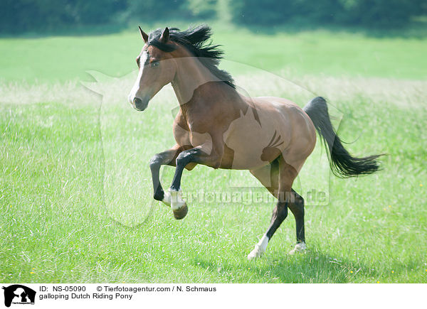 galloping Dutch Riding Pony / NS-05090