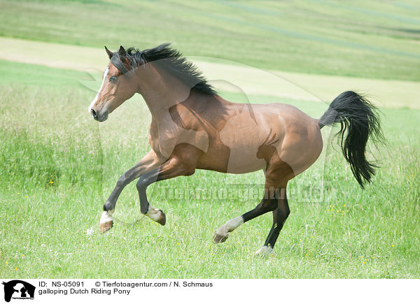galoppierendes Hollndisches Reitpony / galloping Dutch Riding Pony / NS-05091