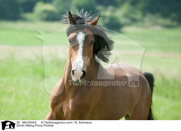 Hollndisches Reitpony Portrait / Dutch Riding Pony Portrait / NS-05093