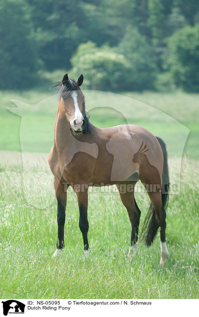 Dutch Riding Pony / NS-05095