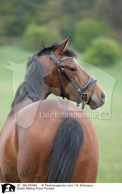 Dutch Riding Pony Portrait / NS-05096