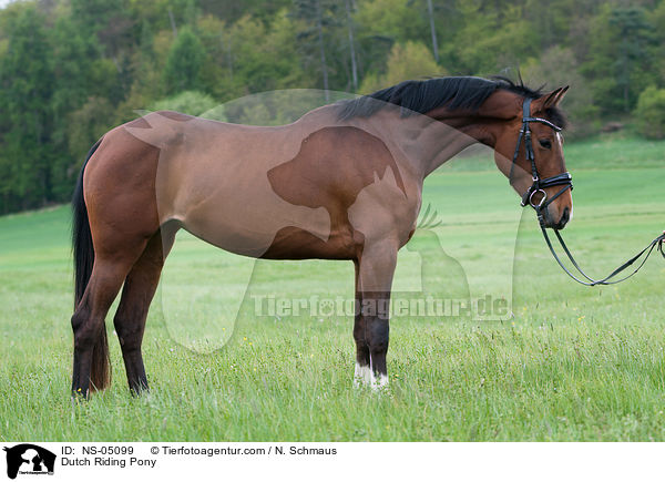 Hollndisches Reitpony / Dutch Riding Pony / NS-05099