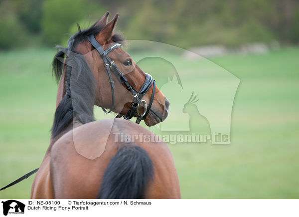 Dutch Riding Pony Portrait / NS-05100
