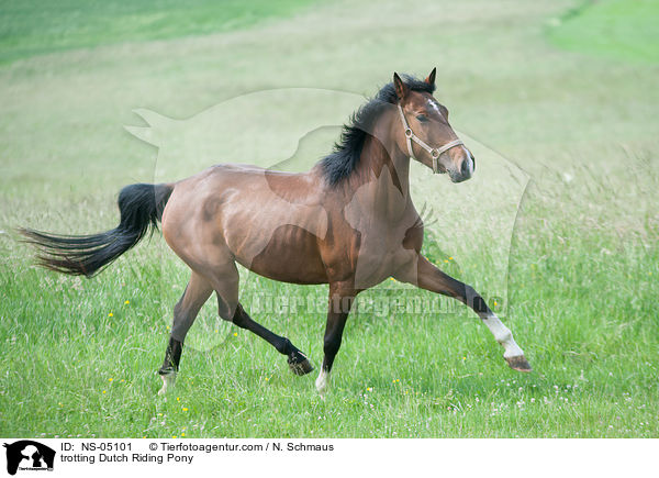 trabendes Hollndisches Reitpony / trotting Dutch Riding Pony / NS-05101
