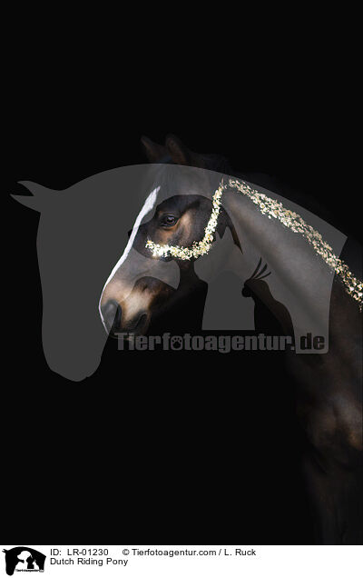 Hollndisches Reitpony / Dutch Riding Pony / LR-01230