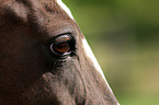 Dutch Riding Pony eye