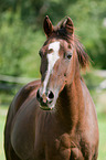 Dutch Riding Pony Portrait