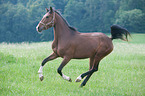 galloping Dutch Riding Pony