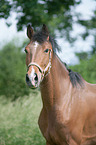 Dutch Riding Pony Portrait