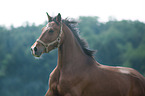 Dutch Riding Pony Portrait