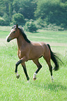 trotting Dutch Riding Pony