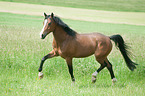 trotting Dutch Riding Pony