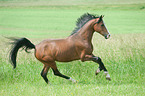 galloping Dutch Riding Pony