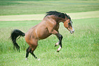 galloping Dutch Riding Pony