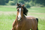 Dutch Riding Pony Portrait