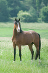 Dutch Riding Pony
