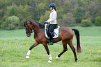 trotting Dutch Riding Pony