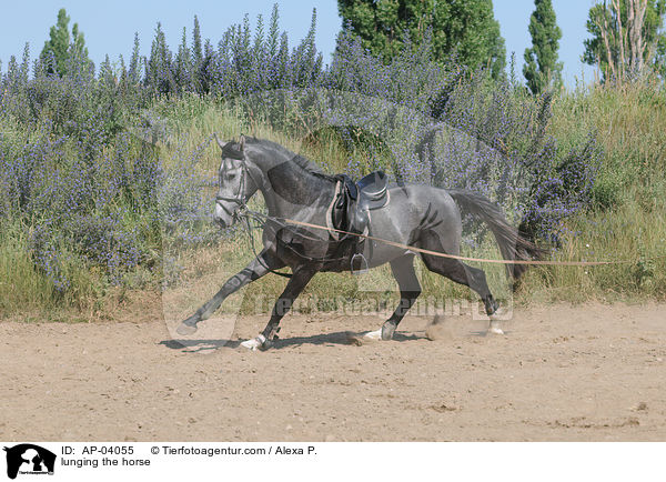 longieren / lunging the horse / AP-04055