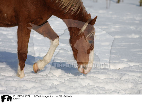 KWPN / KWPN / BES-01372