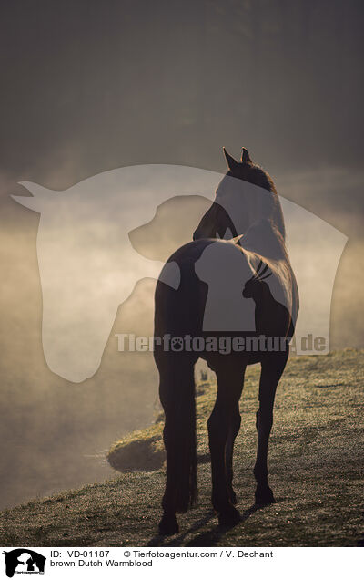 brown Dutch Warmblood / VD-01187