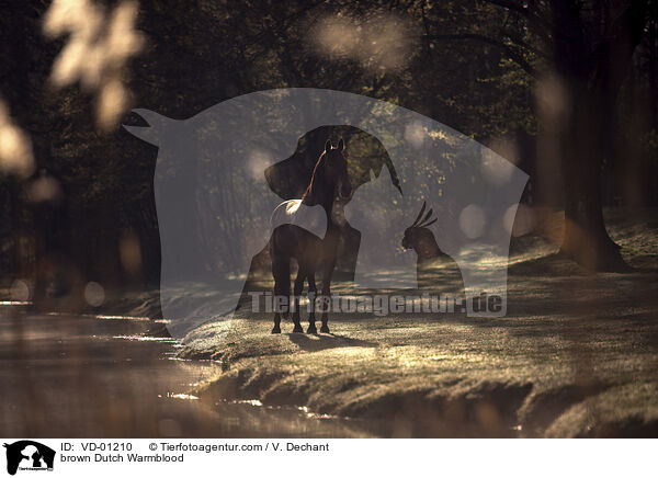 brown Dutch Warmblood / VD-01210