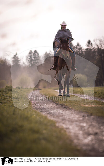 Frau reitet KWPN / woman rides Dutch Warmblood / VD-01229