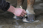 greasing hoofs