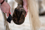 scraping out a hoof