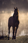 brown Dutch Warmblood