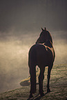 brown Dutch Warmblood