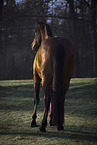 brown Dutch Warmblood