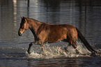 brown Dutch Warmblood