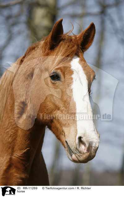 Pferd / horse / RR-11269