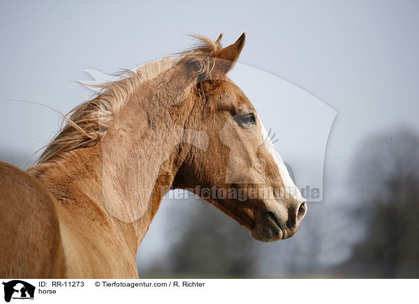 Pferd / horse / RR-11273