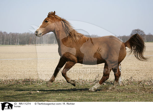 Fuchsfarbenes Pferd / horse / RR-11274