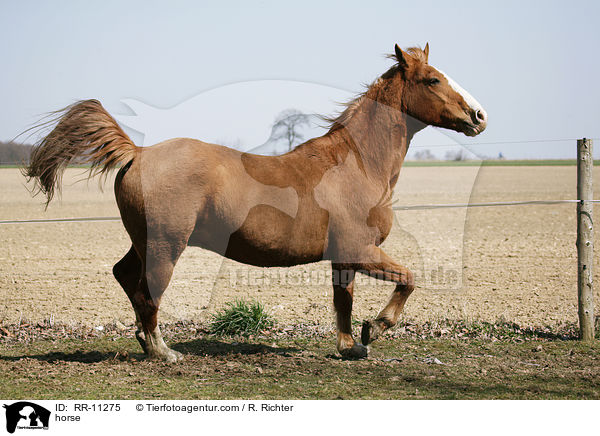 Fuchsfarbenes Pferd / horse / RR-11275
