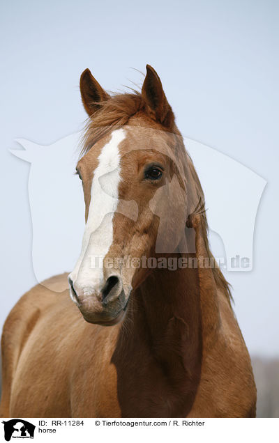 Pferd / horse / RR-11284