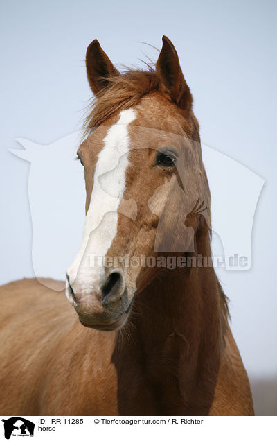 Pferd / horse / RR-11285